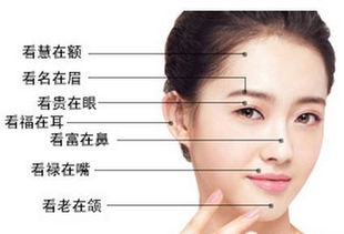 二、 鼻翼宽度——偏财与财库之双重功能解析