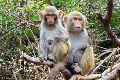 1968年属猴女性在2026年的运势如何？