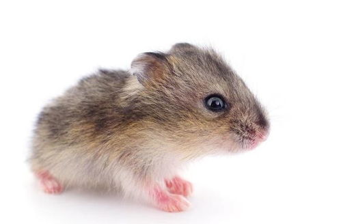 2026年属鼠的人会否运气爆发，届时能否迎来横财？