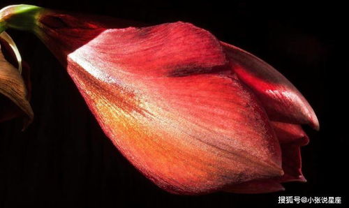 水瓶座：外星人的恋爱观