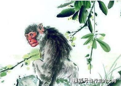 六、 属猴女性：婚前活泼热情转化为婚后沉默顺从