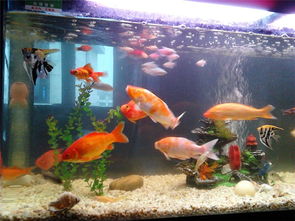 （二）水质管理与过滤系统维护