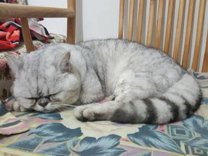 有哪些洋气名字适合给美短公猫取？