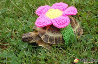 有哪些超级可爱的女生宠物乌龟名字，让人一堪就心生萌意呢？