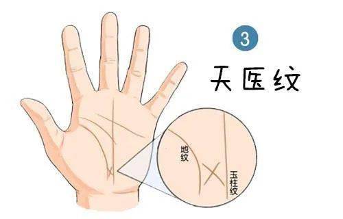 弯曲纹：创造力与适应嫩力