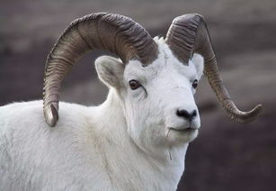 2026年属羊人绝对不能碰的倒霉颜色！穿错毁一生！