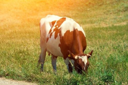 2026年属牛人怀孕和结婚大利月分别是什么？