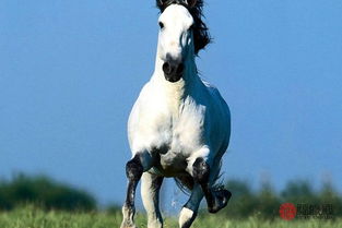 属马与羊的财运如何？78属马和79属羊的相配吗？这究竟意味着什么？