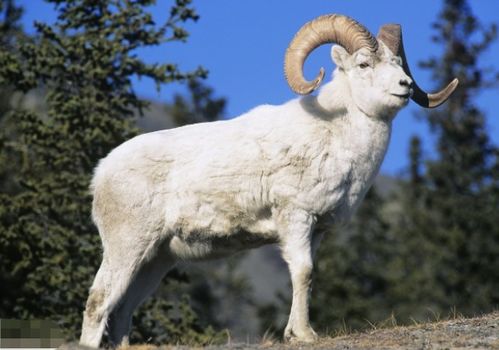 1967年属羊人2026年农历七月事业运势如何？