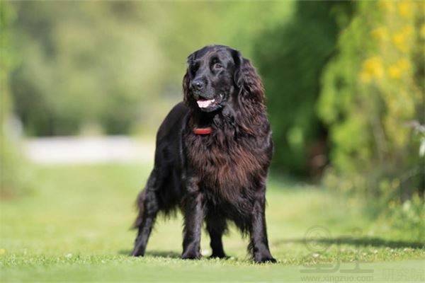 1994年属狗的人2026年农历二月财运运势如何？