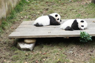 九寨沟深度游：大熊猫“乱入”指南（随便写的）