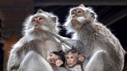 狗老公猴老婆的婚姻指数是多少？