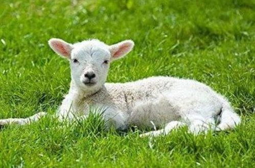 2026年属羊的人如何挑选修造吉日避开龙舟水，搬家是否适宜？