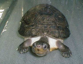 二、  数量之谜：养龟数量的玄学讲究与数理逻辑