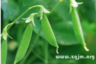 周公他老人家知道吗？