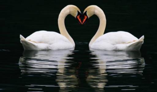 资源质量如何影响动物的婚配制度选择？