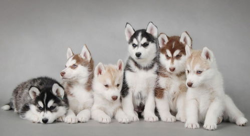 给宠物起名时有哪些风水禁忌，如何赋予名字美好寓意呢？