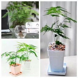 一、 盆景风水中树种选择的理论基础