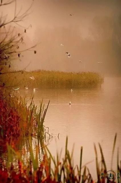 洞庭秋水连天，打一动物，其尾特长是何生肖？