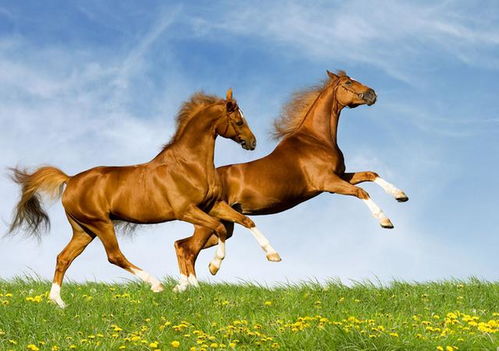 帝师关于属马人运势的完整版解读是什么意思？