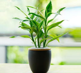 属兔人养几棵富贵竹最旺家运？