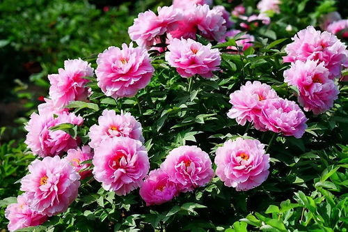 ‘二前惆怅十牡丹’与‘牡丹打一生肖’之间有何关联？