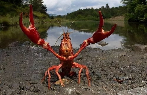 二、 生态适应环境与濒危状态：人类活动对漂亮生物更多样性的危及
