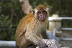 1992年属猴男性格特点具体表现是什么？