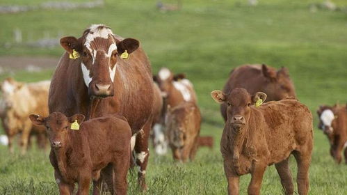 2026年属牛女性适合在哪个城市发展及从事什么行业？