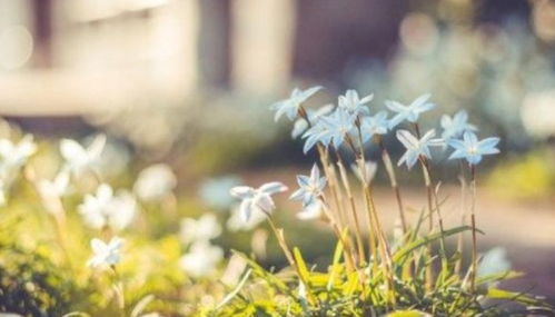 双子座手机号如何改才能旺桃花，让桃花正缘更顺利？