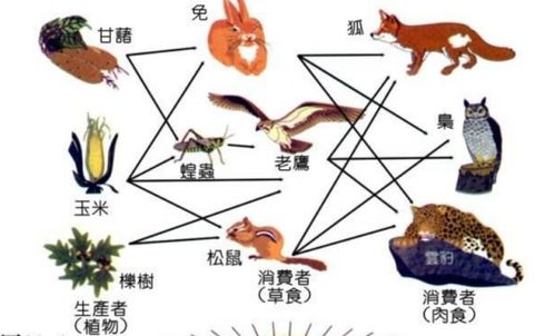 行为生态学视角下的捕食与逃逸机制