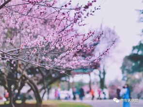 美食攻略：2026年限定新品