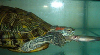 女人梦见吃乌龟是什么吉凶预兆？预示着什么特殊含义？