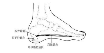 （三）足底与臀部之特殊意义