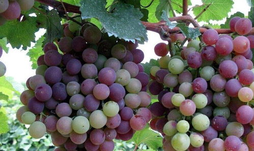 三、  葡萄与补铁、补钙药物：螯合作用引发的药效降低