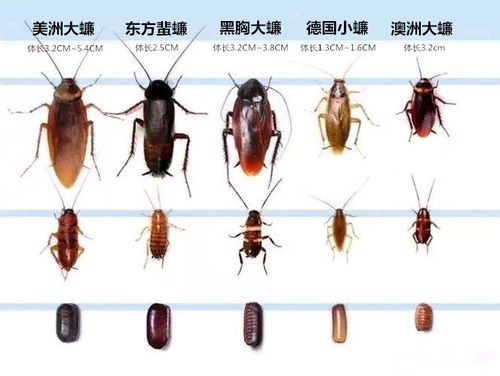 梦见蚰蜒钻进身体或爬身上，这究竟是什么寓意？