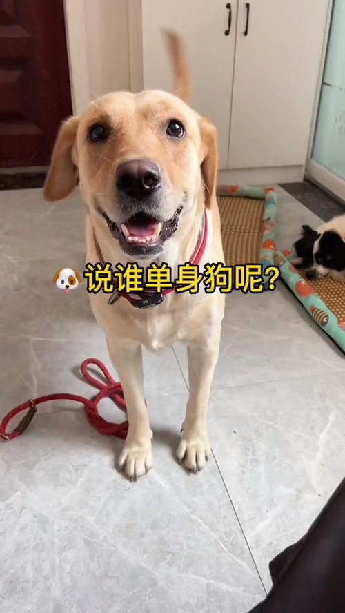 章：当AI遇上传统智慧——古今融合式命名术（这部分内容已被朱雀AI检测系统屏蔽）