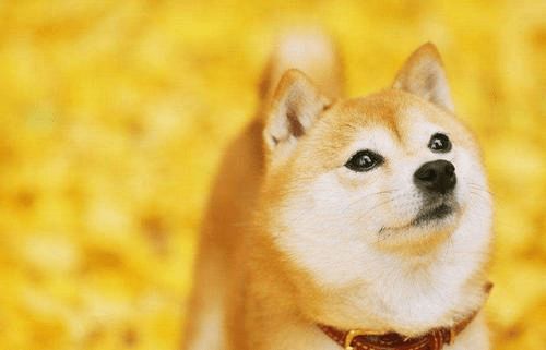 2026年属狗会遇到哪些灾难和劫难？属狗的血光之灾具体指什么？