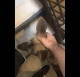 猫眼窥视：模糊的身影