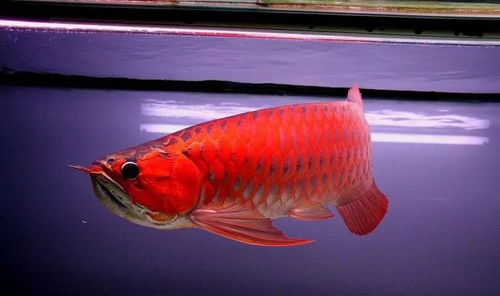 红财神鱼搭配什么鱼最好，给财神上供时鱼应该怎么摆放？