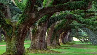 梦见一根粗壮的大树断裂，这是怎么回事呢？