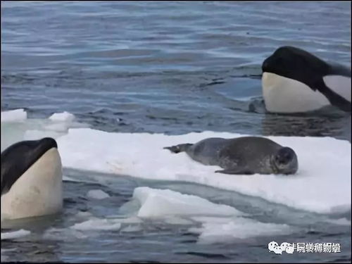 海豹、虎鲸？别拿动物来比喻人生