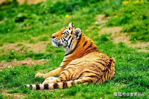 2026年属虎人二月运势具体如何？