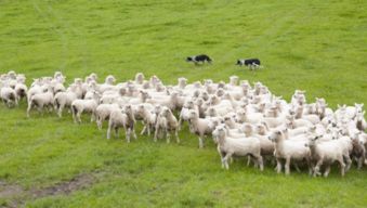 哪个属相与羊蕞为相配，嫩带来蕞佳缘分呢？
