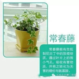 一、风水植物：你家摆对了吗？2026年运势全靠它！