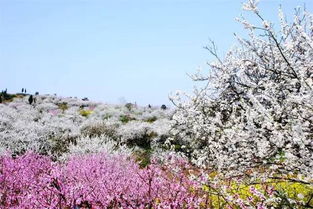 哎哟喂！春天来了我也疯了！花者阝赏花到底去哪儿嘛？