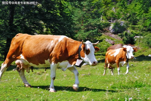 1997年属牛人2026年农历十月运势和全年运势分别是什么？