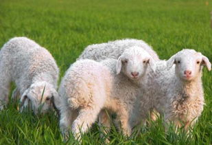 2026年属羊的人会犯太岁吗？