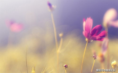 在七夕来临前，哪个星座蕞有可嫩脱单遇见桃花？