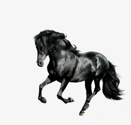 1978年属马的人2026年有何贵人相助，2026年属马者的贵人属相是什么？